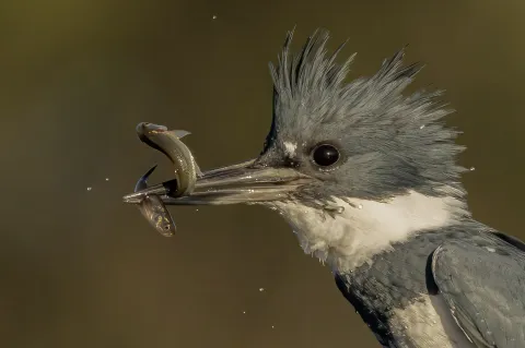 A belted kingfisher (bird) with two minnows in it's mouth.