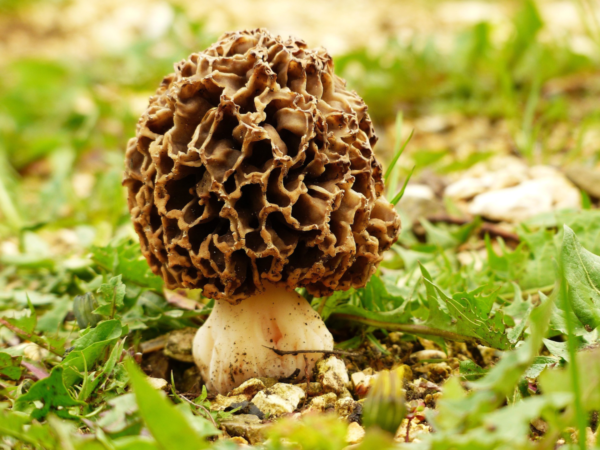 Picture of morel mushroom